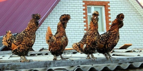 Prepoznatljiva ljepota pavlovskih pilića